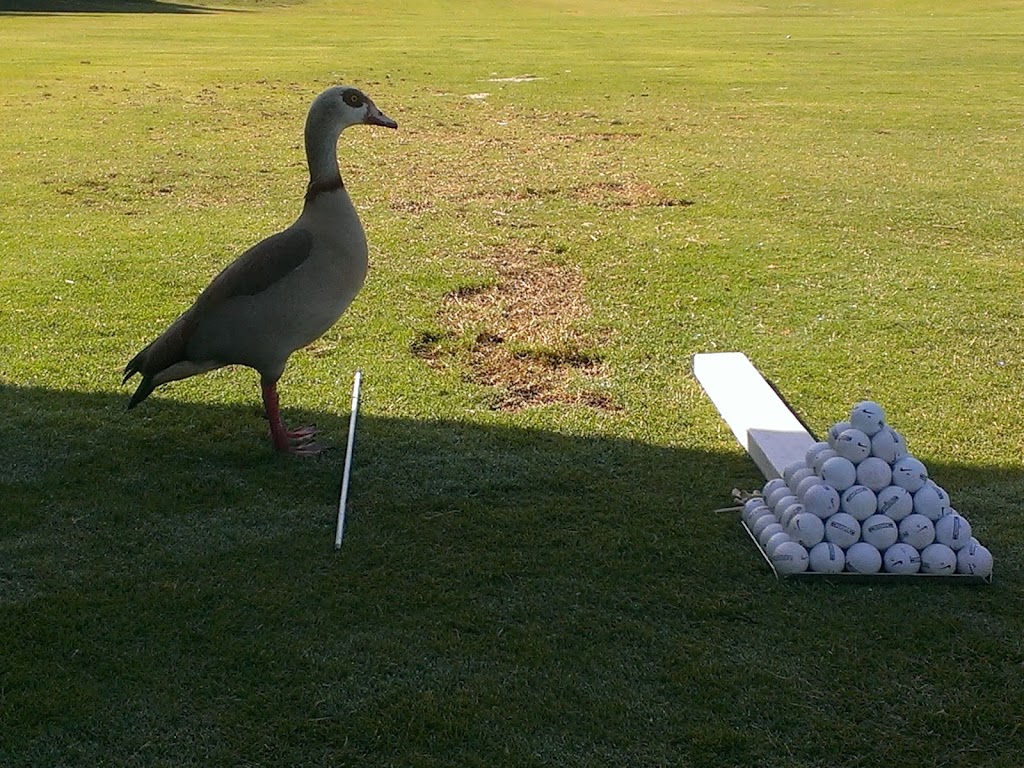 Mark Reid Golf School - gallery